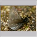 Stylops melittae - Faecherfluegler m34 5mm.jpg